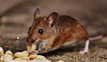 24 Hour & Emergency Exterminators in Franklin Park, IL